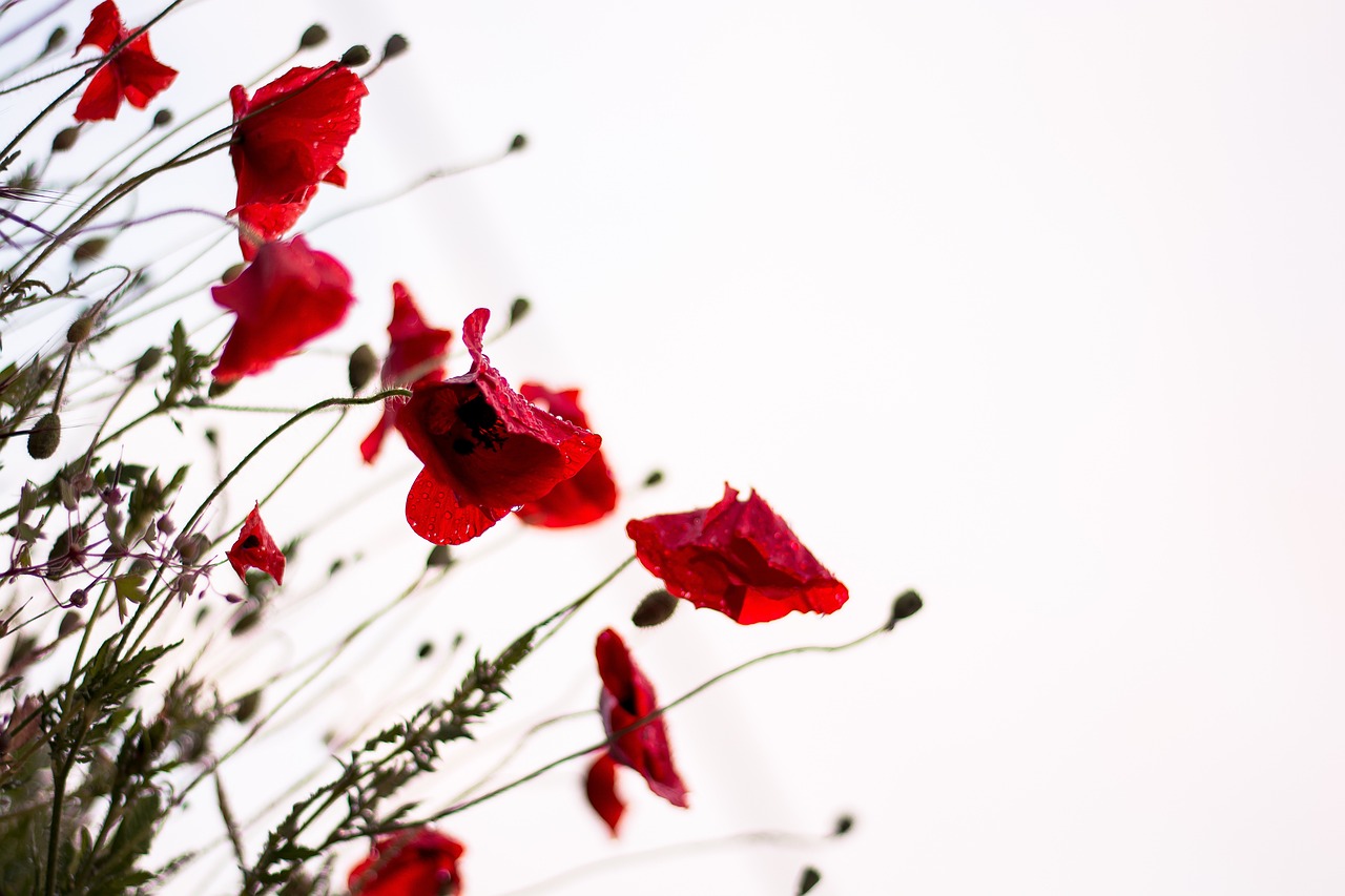 poppies red poppies flowers wildflowers red flowers beautiful flowers bloom blossom flora flower wallpaper nature plants flowering plants poppies flower background poppies poppies poppies poppies red flowers red flowers