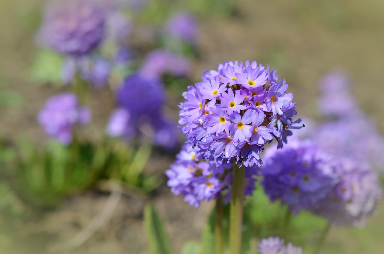 purple flowers small flowers petals purple petals bloom blossom flora floriculture horticulture botany nature plants spring small flowers small flowers small flowers small flowers small flowers nature