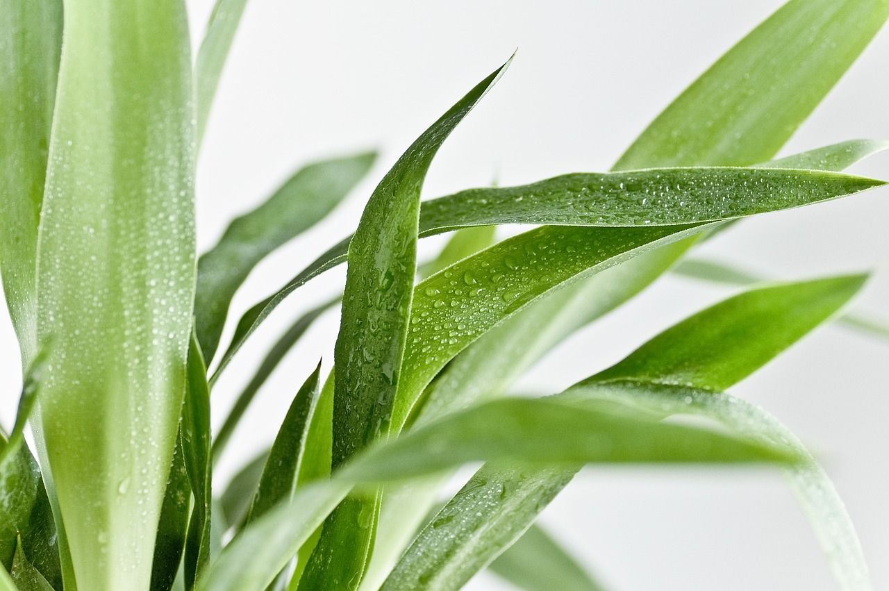 flower flower wallpaper green grey leaf plant nature wet yucca green flower green plant green leaf flower background green leaves green plants beautiful flowers yucca yucca yucca yucca yucca