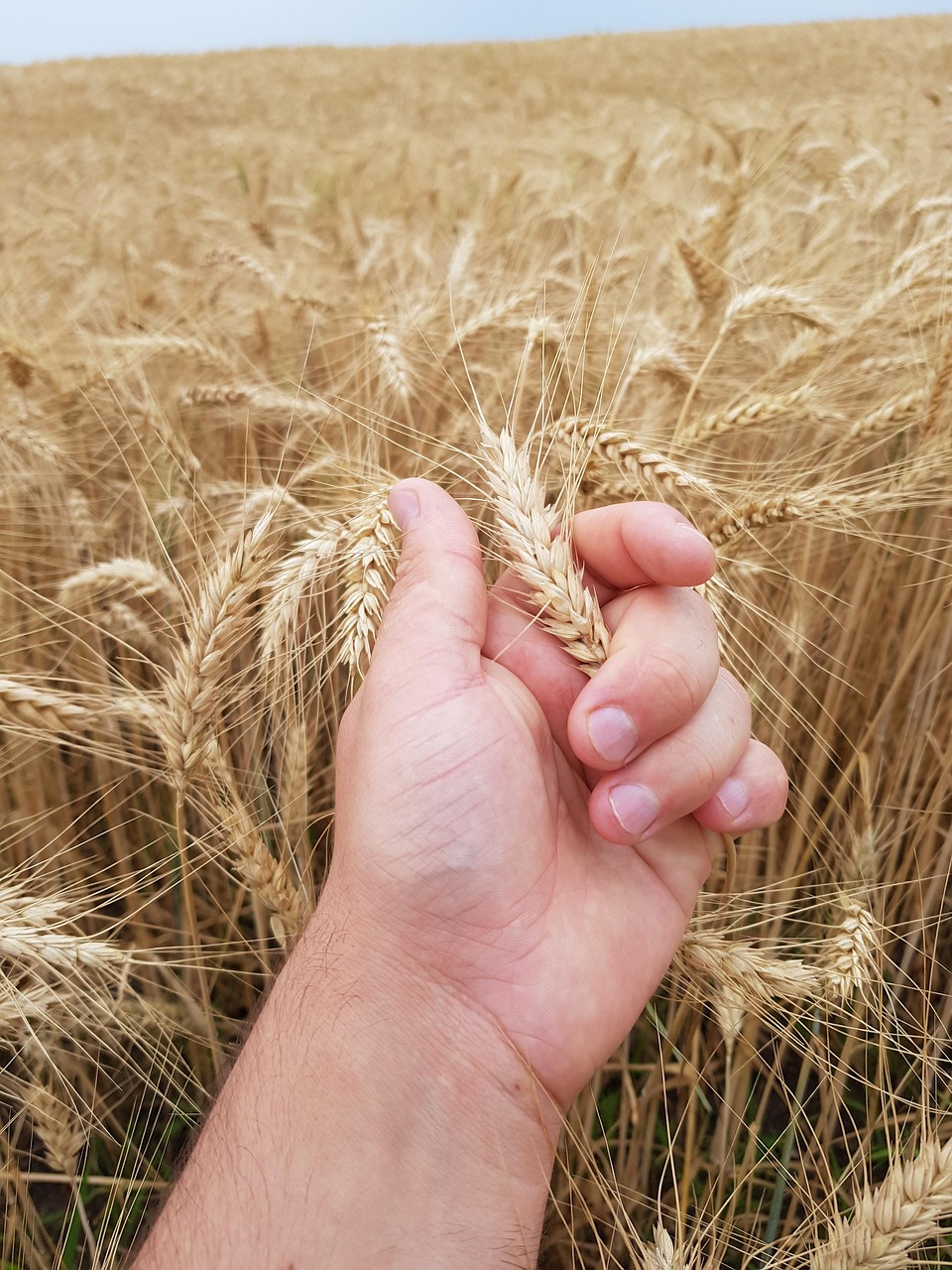 field a field of wheat wheat ceriale galore