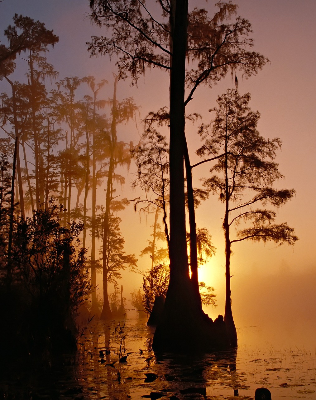swamp trees sunset silhouette woods foliage wetland countryside scenery scenic nature okefenokee swamp georgia florida usa swamp swamp swamp nature georgia florida florida florida florida florida