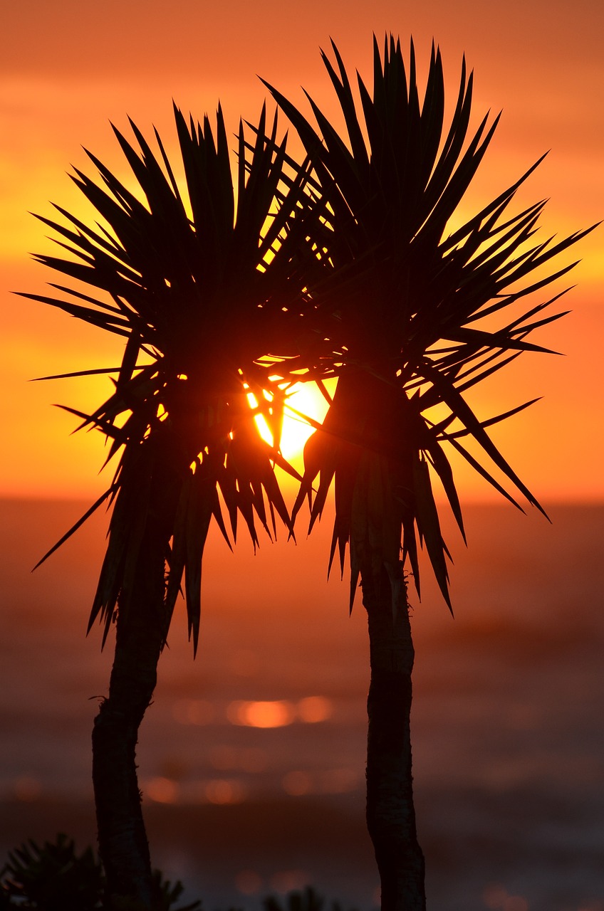 palm trees sunset silhouettes tree silhouettes backlighting trees palms corfu sea horizon nature ocean dusk dawn twilight palm trees palm trees palm trees palm trees palm trees sunset sunset trees trees