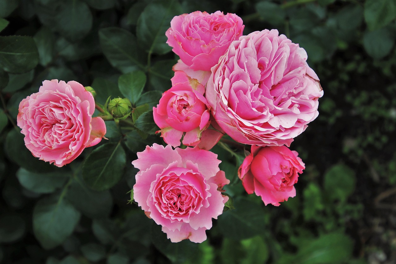 roses flower wallpaper flowers plants garden roses pink roses pink flowers cereal flower background bud flower goes away rosebush that garden nature closeup the smell of pink love pink rose beautiful flowers natural pink noble roses floral greeting card delicate ornamental plants bloom flowering rose flower roses roses roses roses roses flowers flowers pink roses flower flower rose flower rose flower
