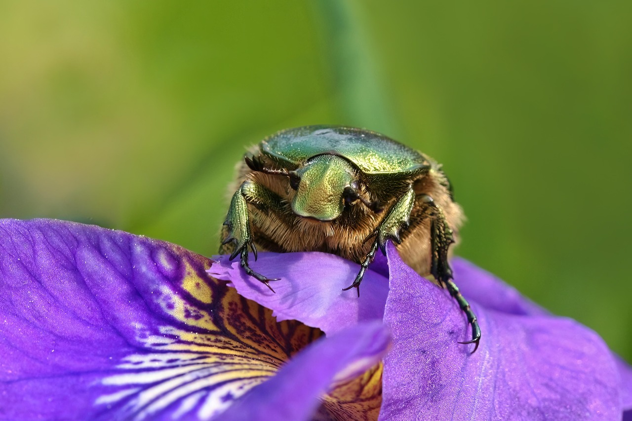 insect beetle rose beetle close up lily sitting nature purple flower green beetle bug insect beetle beetle beetle beetle beetle lily lily lily green beetle green beetle green beetle