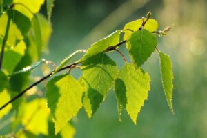 Björklöv: Identifiera denna klassiska skönhet enkelt!