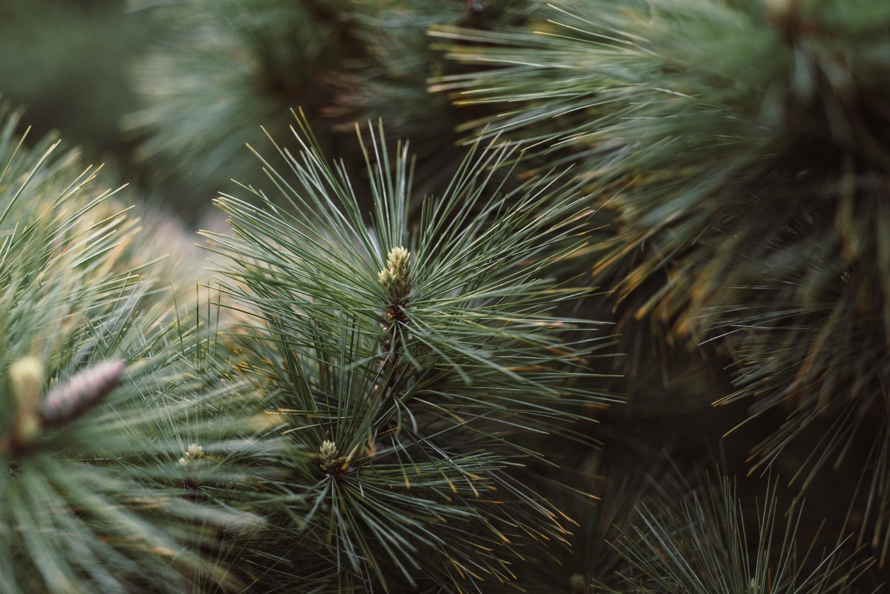conifer evergreen nature tree plant conifer evergreen evergreen evergreen evergreen evergreen tree