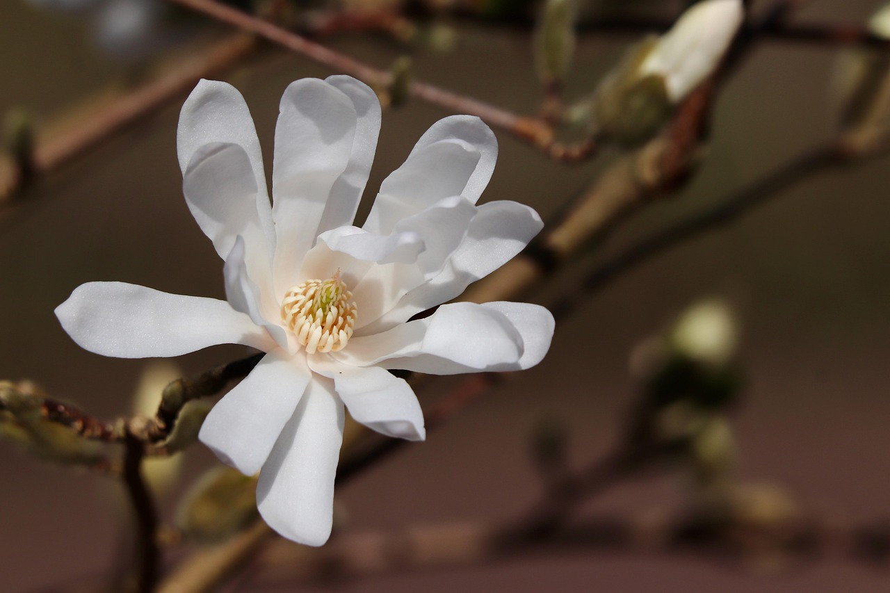 star magnolia magnolia stellata bud ornamental wood blossom bloom petals ornamental shrub decorative wood