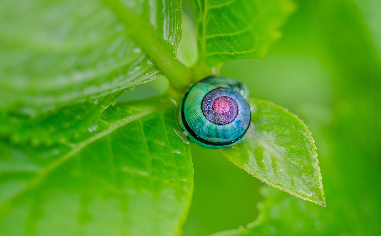 snail colorful hydrangea leaf green slow color leaves macro colored pink purple blue environment plant nature spring eco different colors green spring green plant green leaf green color green leaves green plants snail snail snail snail hydrangea hydrangea hydrangea hydrangea hydrangea slow eco eco