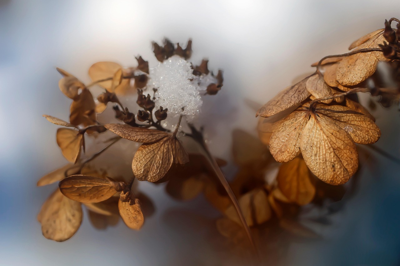 dried hydrangeas frost dried flowers hydrangea autumn winter macro hydrangea autumn autumn winter winter winter winter winter