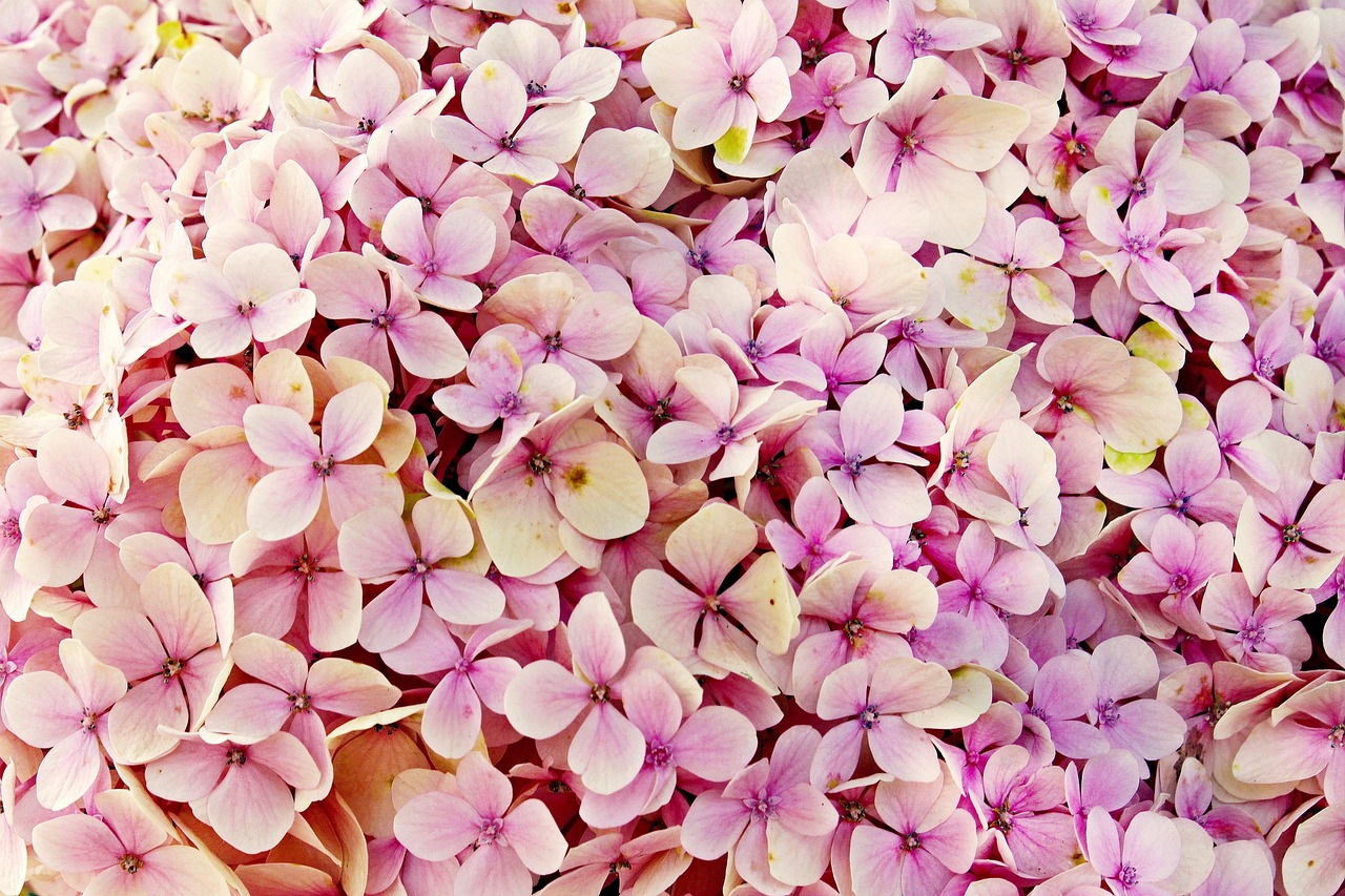 hydrangea flowers pink hydrangea petals pink petals flower background beautiful flowers bloom blossom flora nature flower wallpaper close up