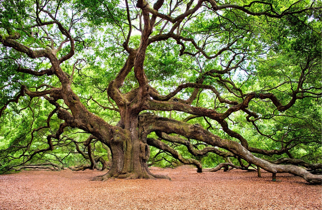 oak tree tree huge old charleston nature branches green nature green tree green natural green old oak tree oak tree tree tree tree tree tree