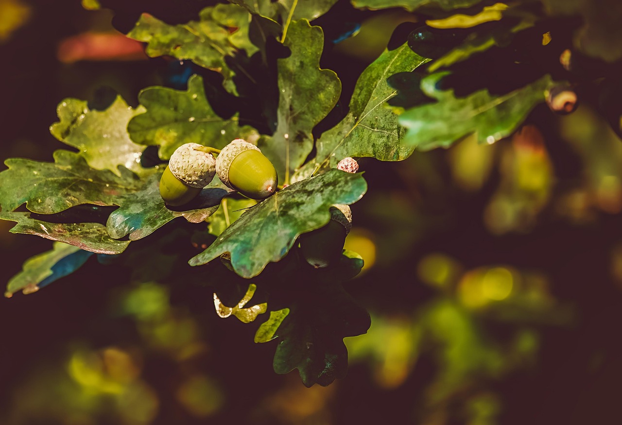 acorns oak leaves nature branch leaves deciduous tree oak leaves oak leaves oak leaves oak leaves oak leaves nature