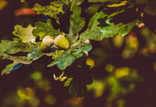 Oak Tree Blooming Season Understanding The Timing Oak Tree Blooming Season Understanding The Timing