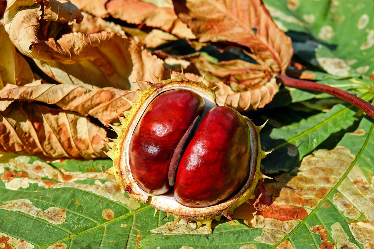 chestnut fall buckeye common horse chestnut aesculus hippocastanum chestnut fruit autumn fruit brown glittering open plant soap tree sapindaceae chestnut leaves autumn leaves multicoloured autumnal autumn color decoration nature close up chestnut chestnut chestnut fall autumn leaves autumn leaves autumn leaves autumn leaves autumn leaves