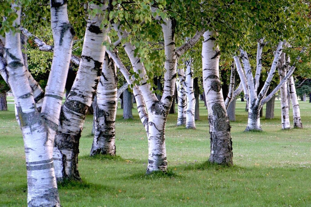 Birch Tree Revival Identifying Issues and Saving Techniques