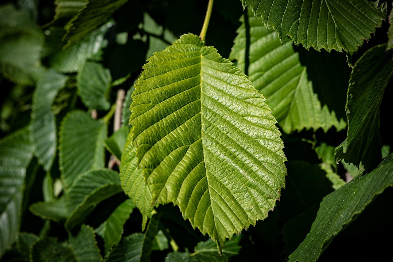 leaves green structure leaf structure tree tree leaf elm hanging elm garden nature close up elm elm elm elm elm