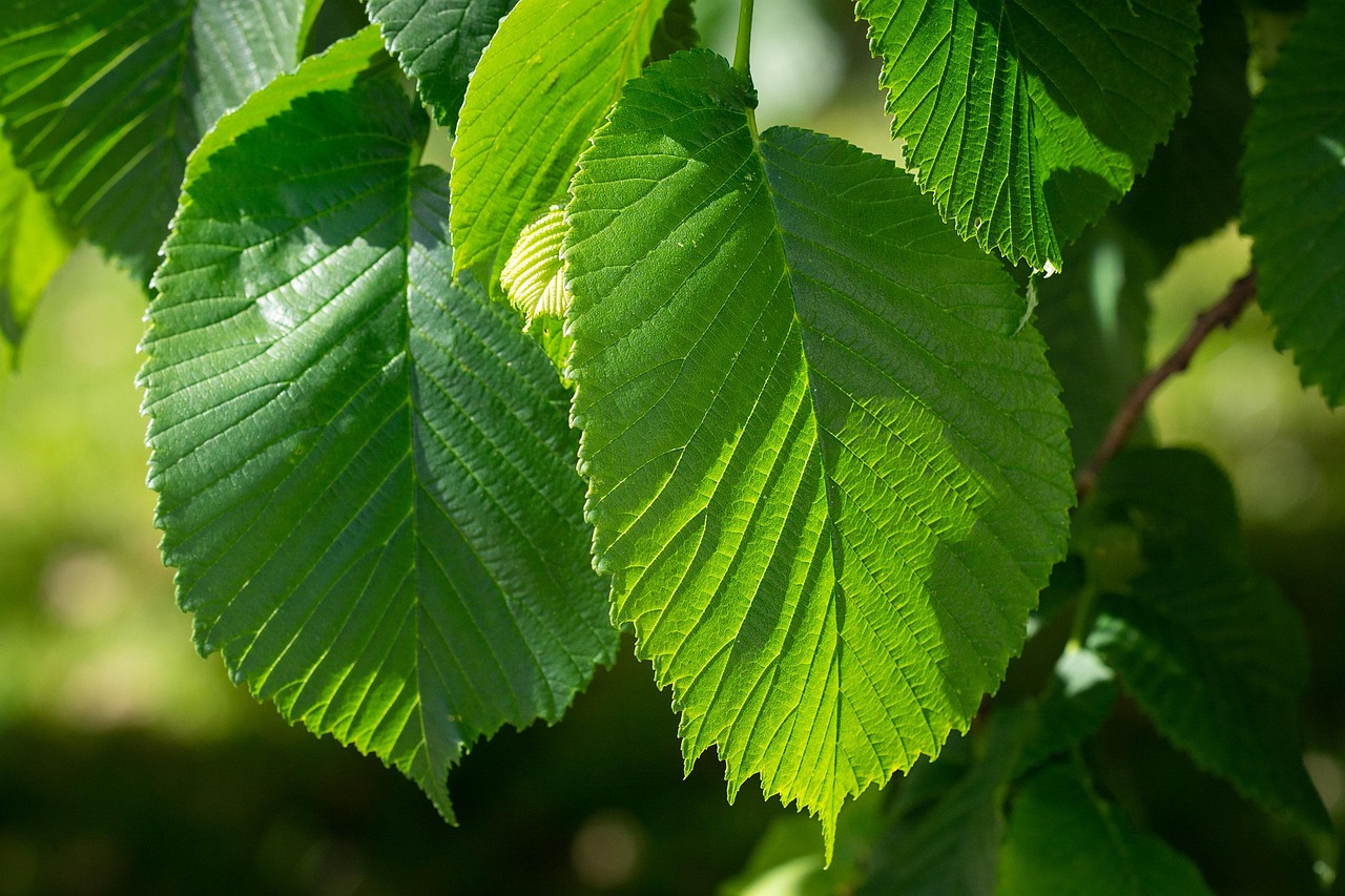 leaves elm hanging elm green green leaves tree tree leaves close up leaf structure spring fresh nature plant elm elm elm elm elm