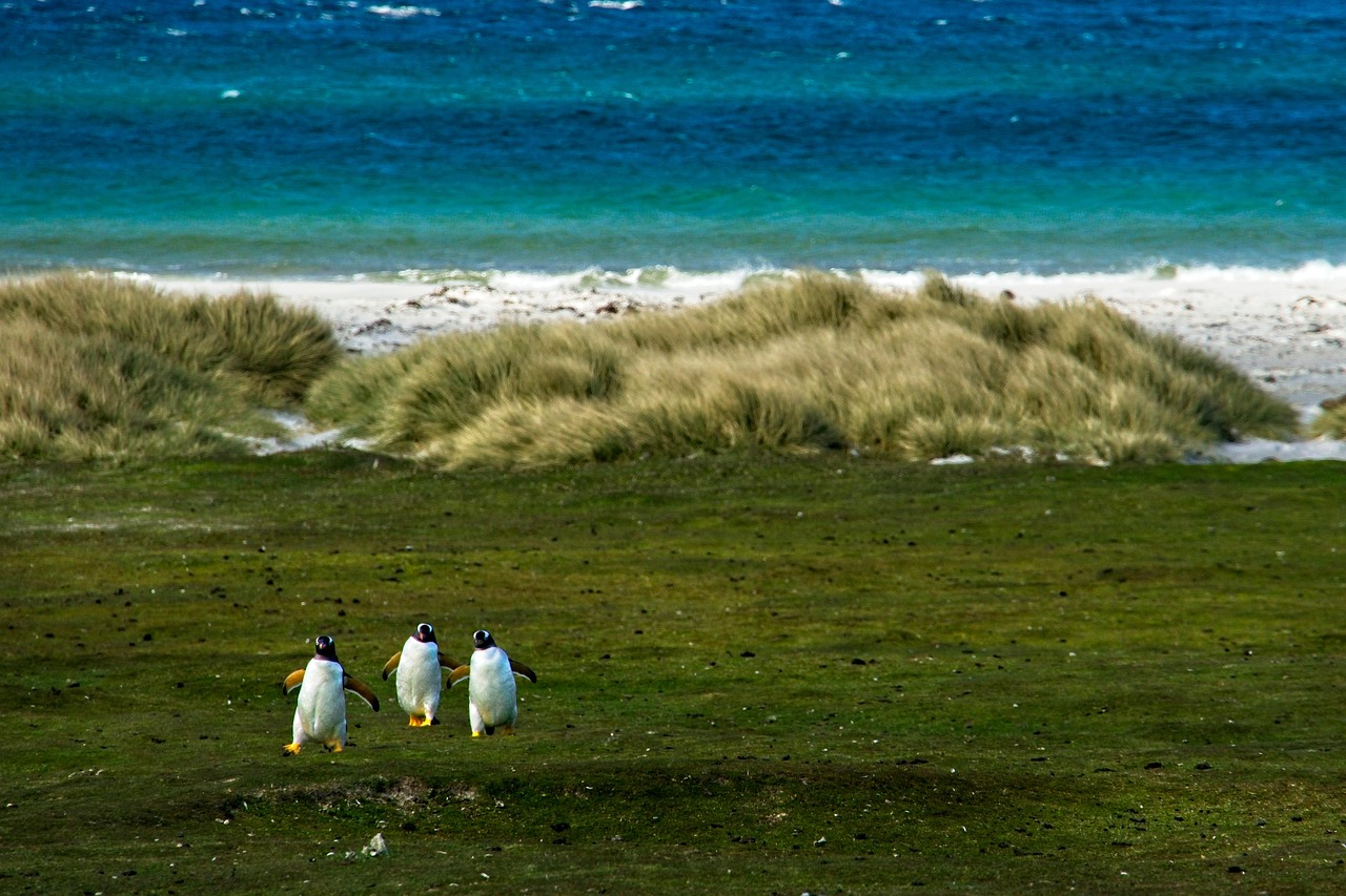 bird penguins ornithology habitat animal species wildlife nature falkland ocean beach penguins penguins penguins penguins penguins habitat habitat habitat habitat falkland beach