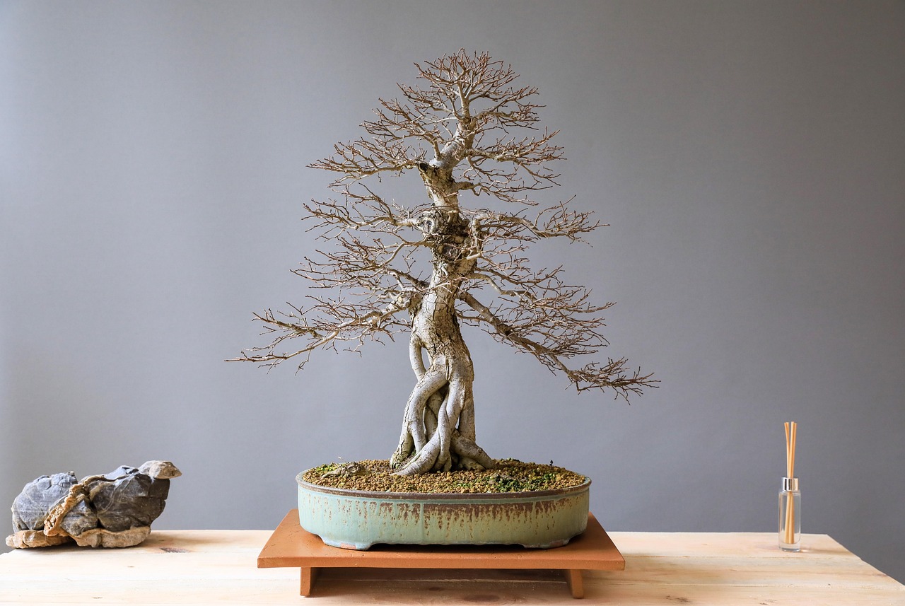 bonsai elm bonsai elm wood nature plant art japanese culture culture horticulture