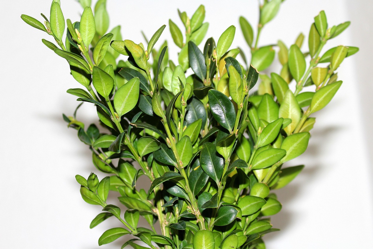 boxwood leaf plant nature no one green twigs boxwood boxwood boxwood boxwood boxwood