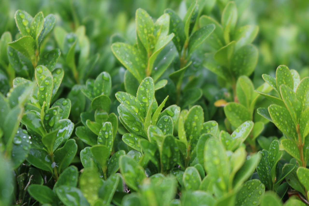 boxwood goes away plants tree green nature water spring meadow the background landscape boxwood boxwood boxwood boxwood boxwood