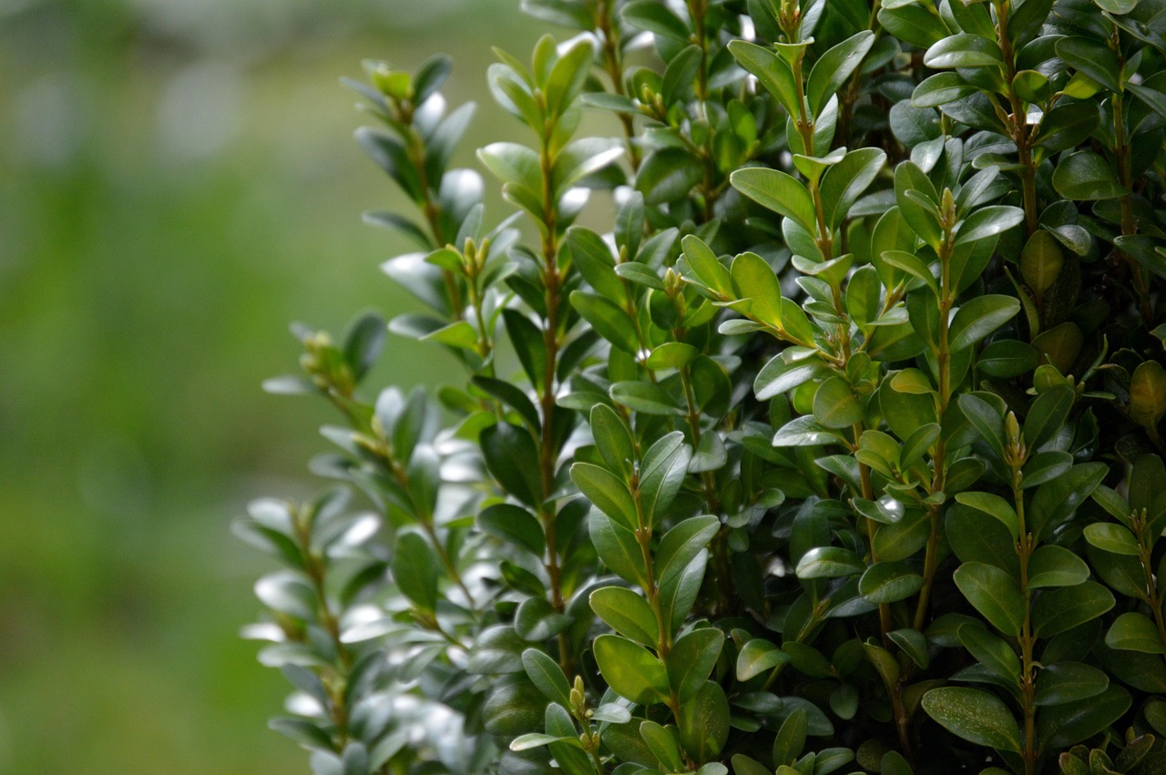 boxwood nature garden plants leaves green boxwood boxwood boxwood boxwood boxwood