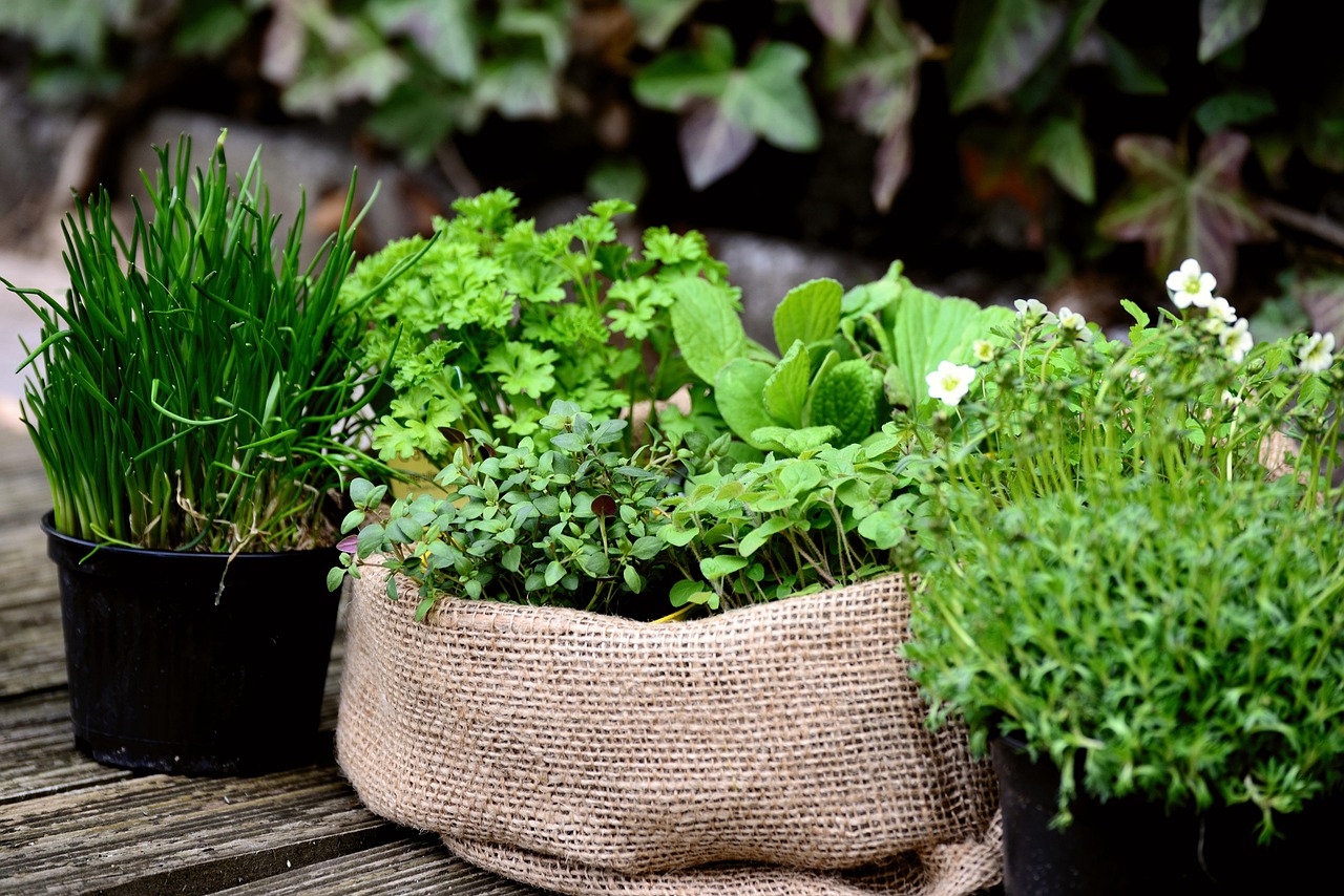 garden plants garden herb garden plant gardening culinary herbs nature potted plants fresh fresh herbs