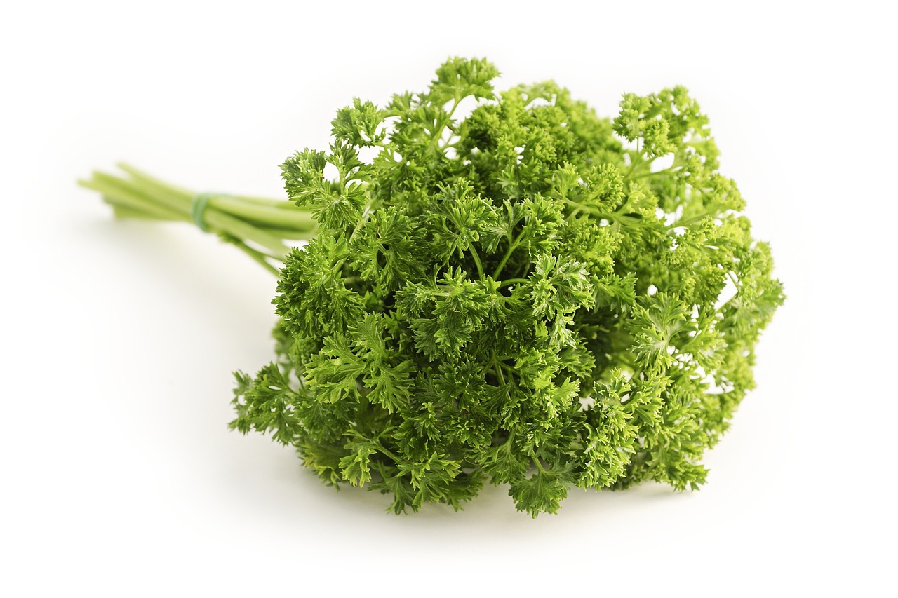 parsley herb food curly parsley garden parsley petroselinum crispum culinary herbs ingredient organic natural parsley parsley parsley parsley parsley