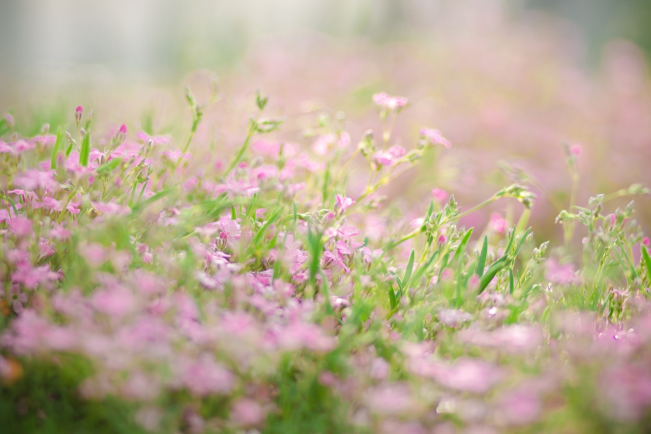 moss flower bed nature blossom bloom spring flowers moss moss moss moss moss flower bed flower bed flower bed