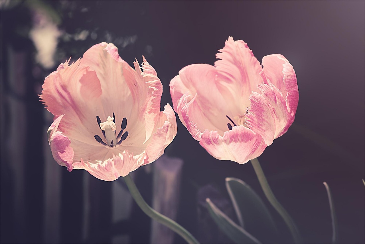 tulips garden garden flowers flower nature plant petal blossoms tulip flowers cut flowers spring flowers beautiful flowers spring flower background flower wallpaper pistils flora close up