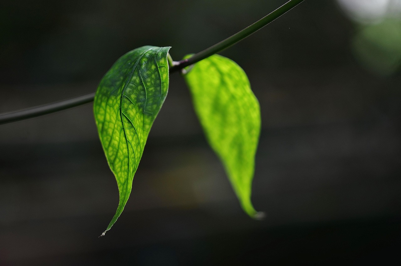 leaves plant nature flora garden closeup leaves leaves plant plant plant plant nature nature nature garden garden garden garden garden
