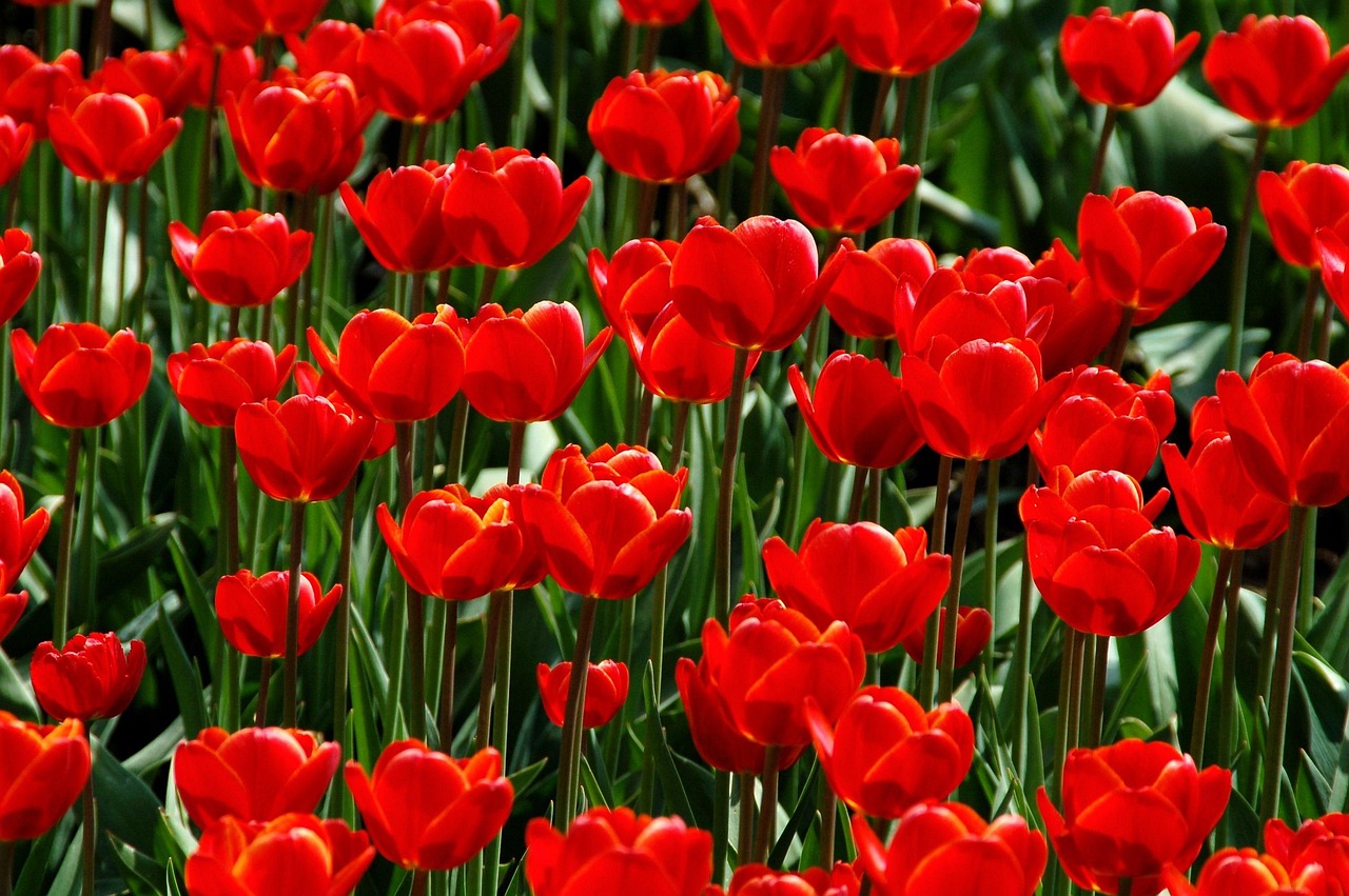 nature garden plant tulip season bulbous plant red field garden garden garden garden garden tulip tulip