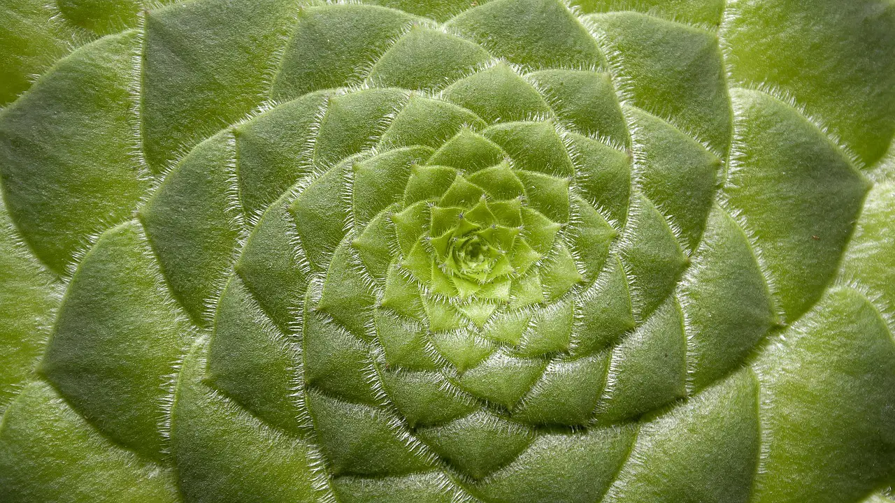 plant botany nature aeonium tabuliforme succulent ornamental plant garden macro plant succulent succulent succulent succulent succulent garden garden