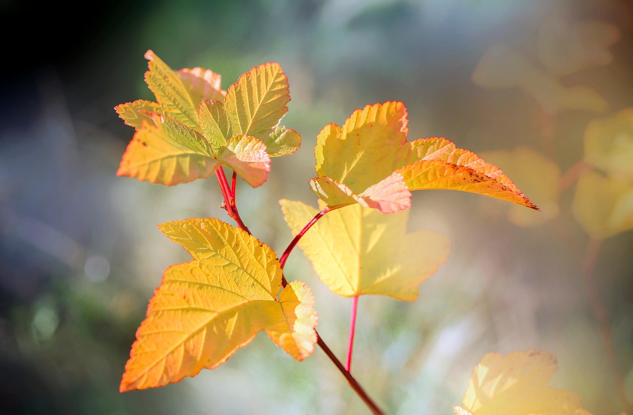 leaves plant garden foliage sprig bush flora nature closeup leaves garden garden garden garden garden nature