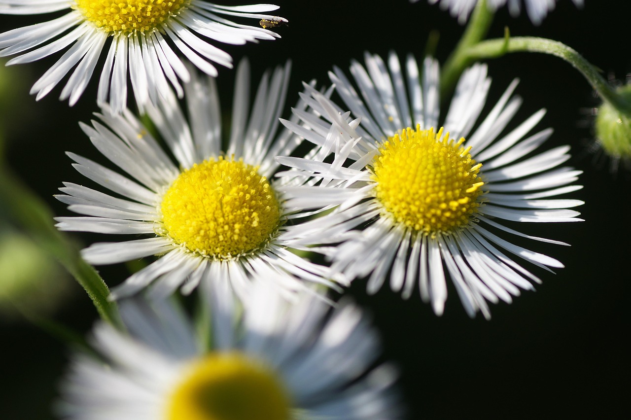 turan annual erigeron annuus flowers white flowers beautiful flowers white daisies bloom flower background flora nature plants gardens flower wallpaper weed