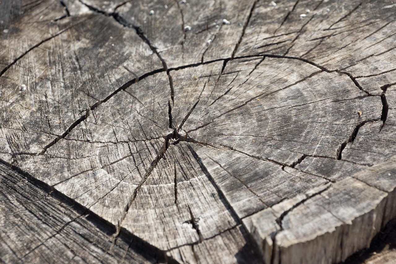 wood log stump nature tree stump wooden annual rings grain old dry cracked tree