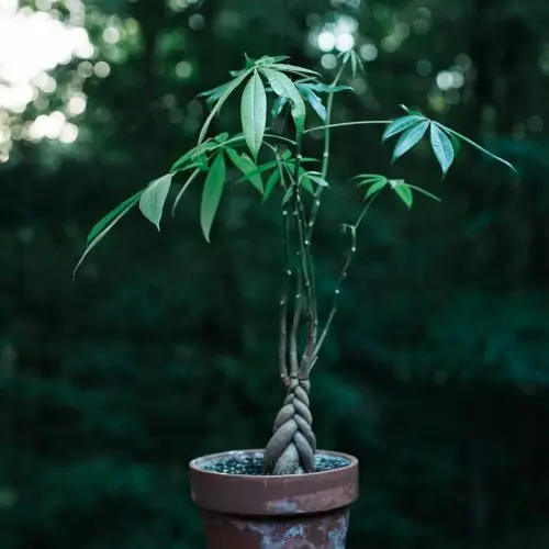 Variegated Money Tree Care: Maintaining Unique Plant Colors
