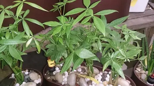 Money Tree Root Rot: How to Identify and Treat