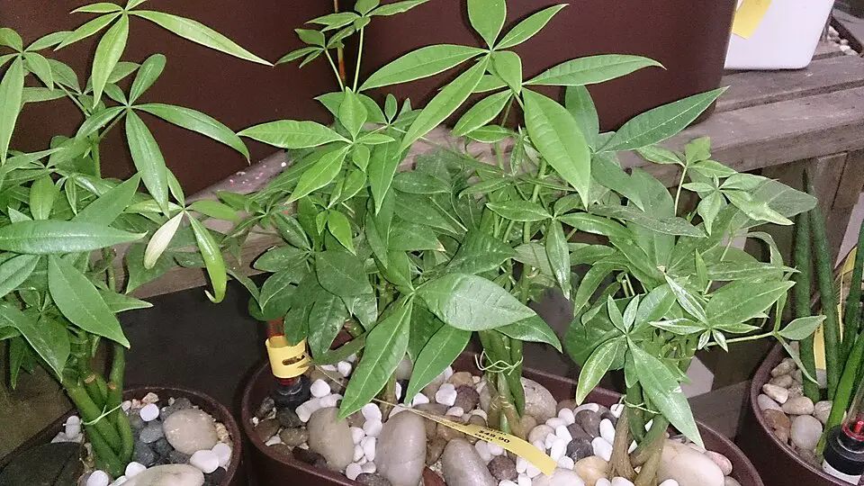money tree
