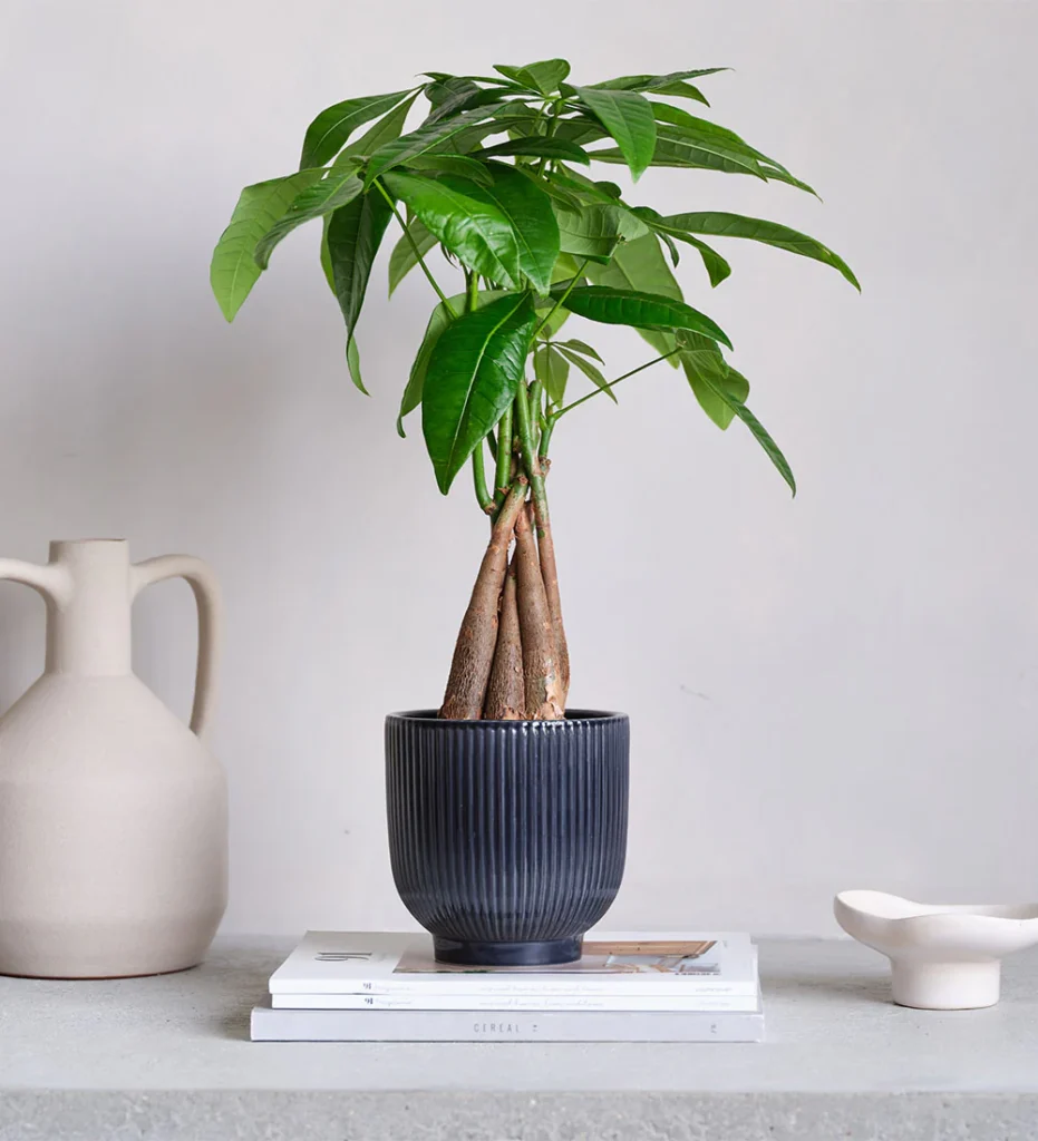 Money_Tree