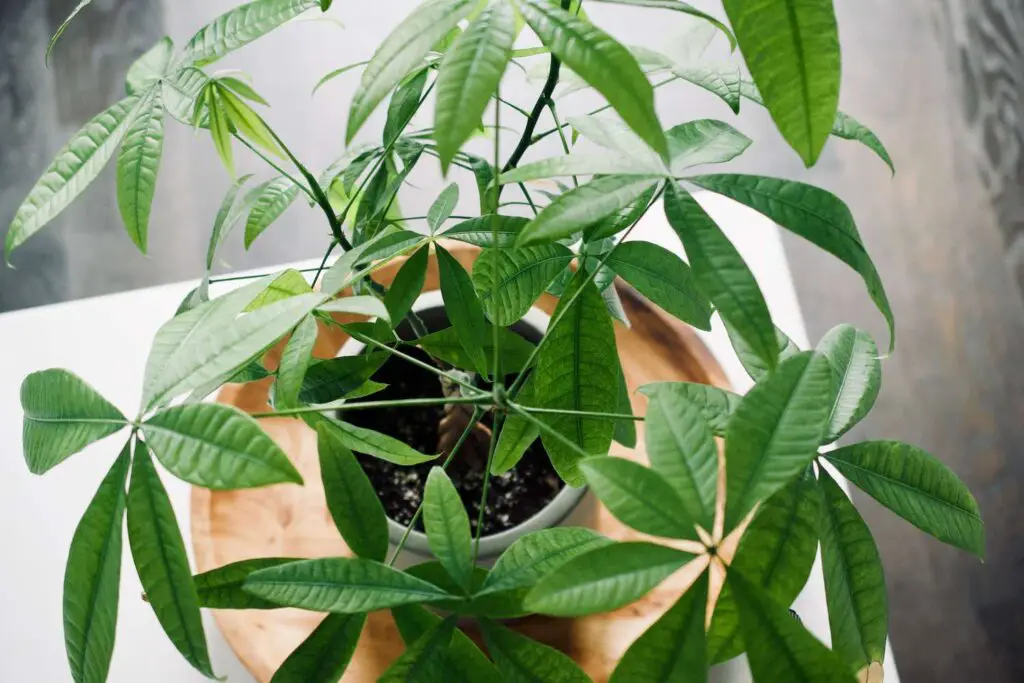 money tree
