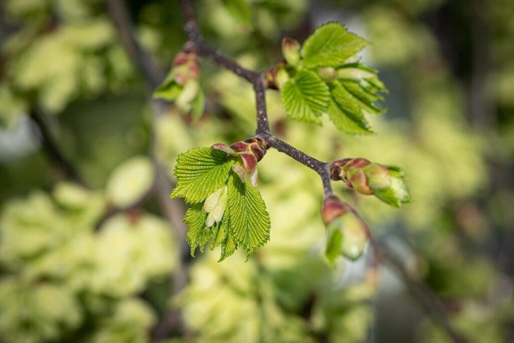 Recognizing a Dying Elm Tree Key Symptoms to Watch For