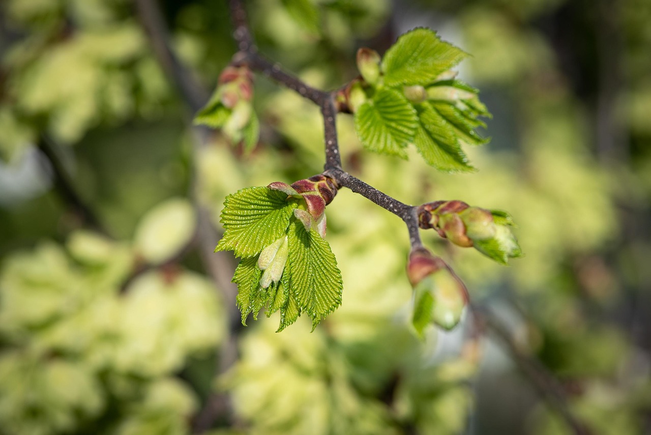 leaves green spring shoots elm hanging elm nature garden tree branch close up elm elm elm elm elm