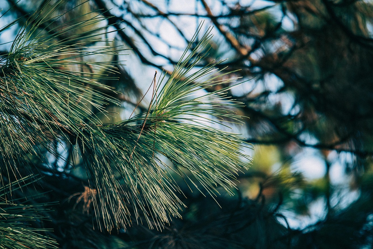 pine tree branch plant conifer evergreen nature pine tree pine tree pine tree pine tree pine tree nature nature