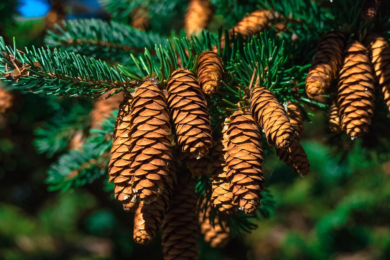 cones pine pine tree pine cones needles pine needles fir tree fir cones tree nature close up pine pine pine pine pine pine tree pine tree pine tree pine tree pine tree pine cones fir tree
