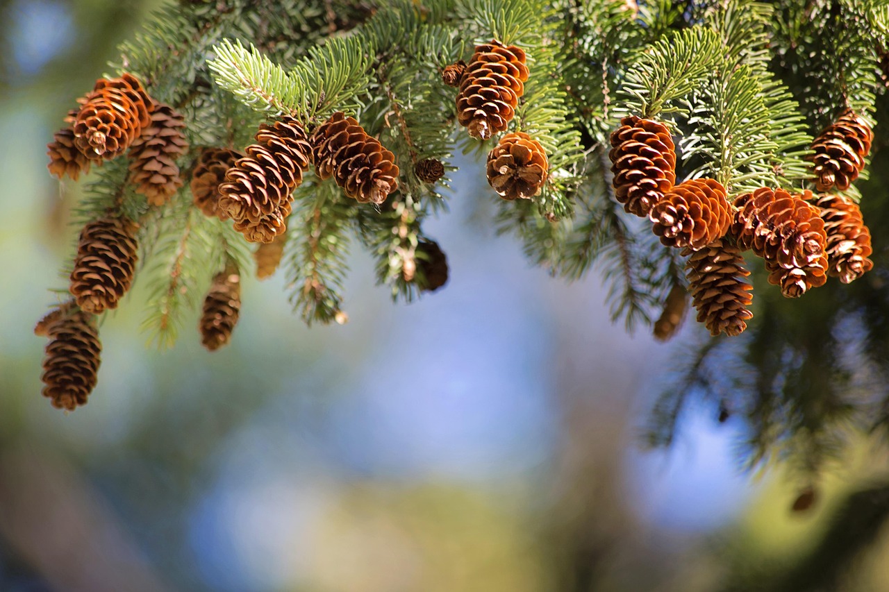 pine cones pine branch cones pine branch fir nature evergreen pine cones pine pine pine pine pine evergreen evergreen