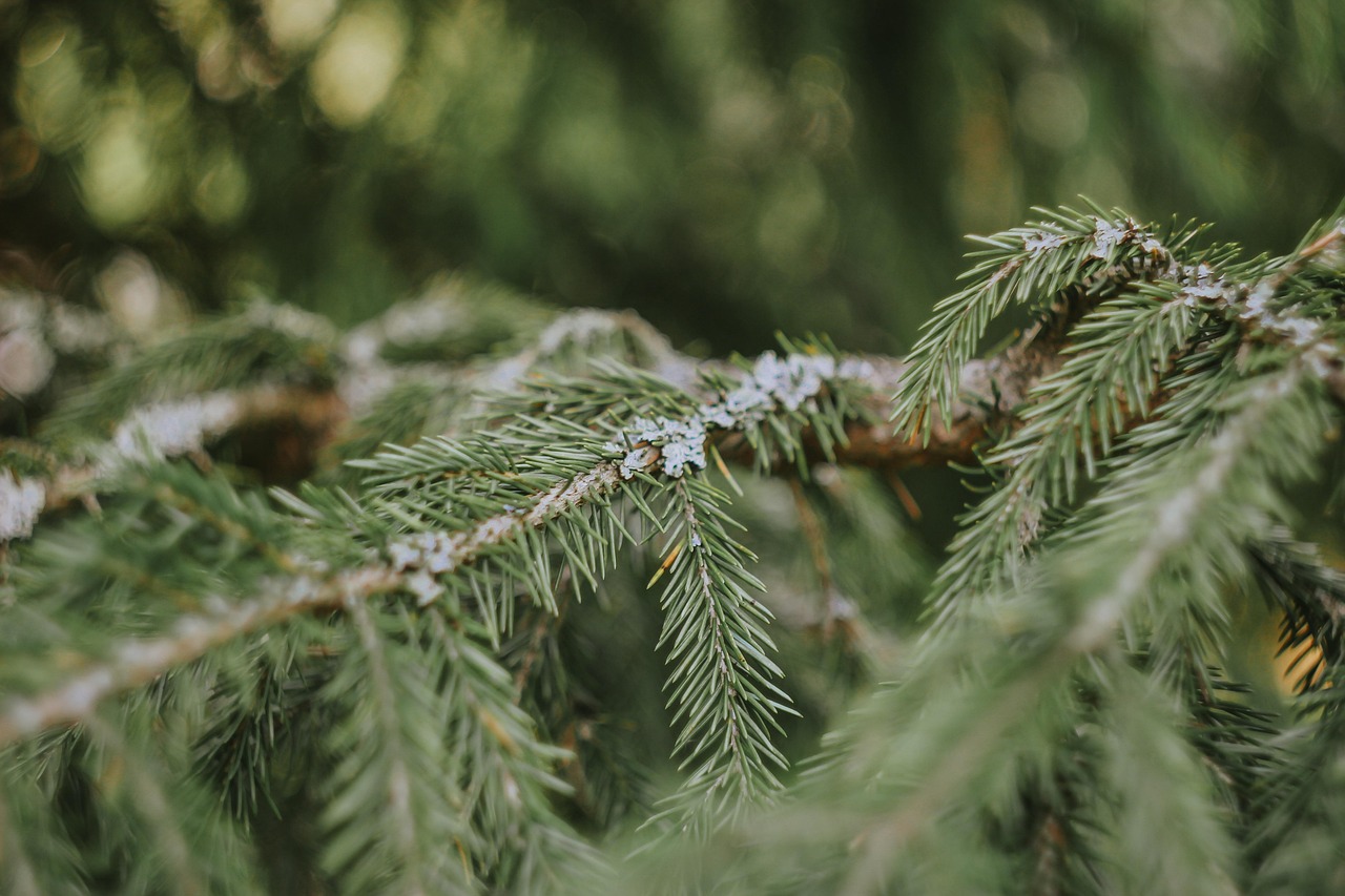 pine tree spruce needles pine tree branch plant nature pine pine pine pine spruce spruce spruce pine tree pine tree pine tree pine tree pine tree
