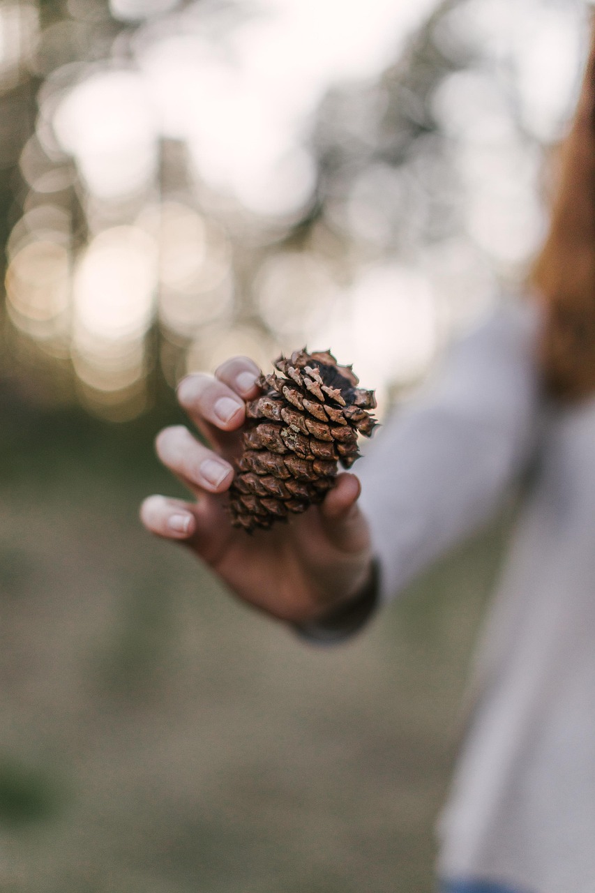 pine cone outdoors forest spruce evergreen plant coniferous nature bokeh close up pine cone pine cone pine cone pine cone pine cone