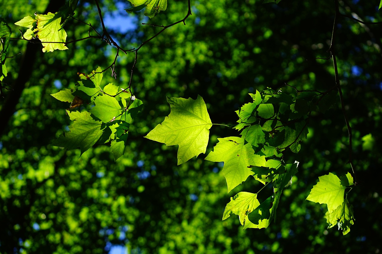 sycamore leaves tree branches foliage sycamore tree sycamore leaves green leaves green foliage green bright platanen leaves nature flora sycamore sycamore sycamore sycamore sycamore leaves tree sycamore tree sycamore tree green leaves green leaves green leaves green green green green