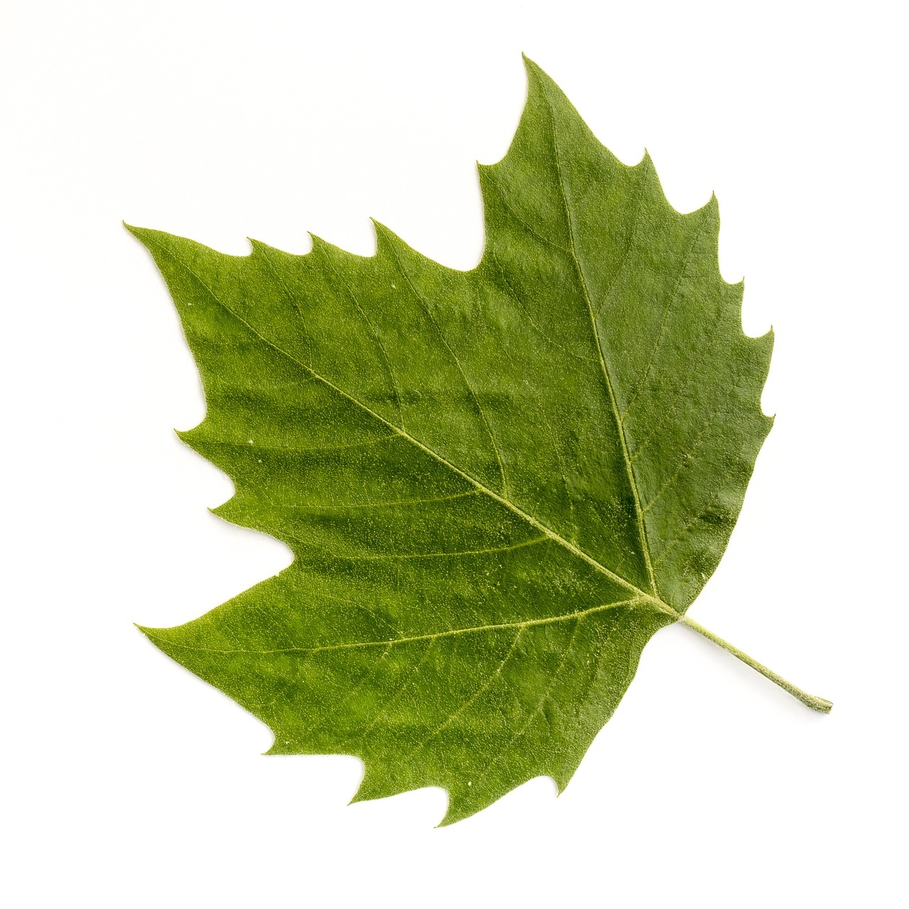 leaf tree forest nature green sycamore sycamore sycamore sycamore sycamore sycamore